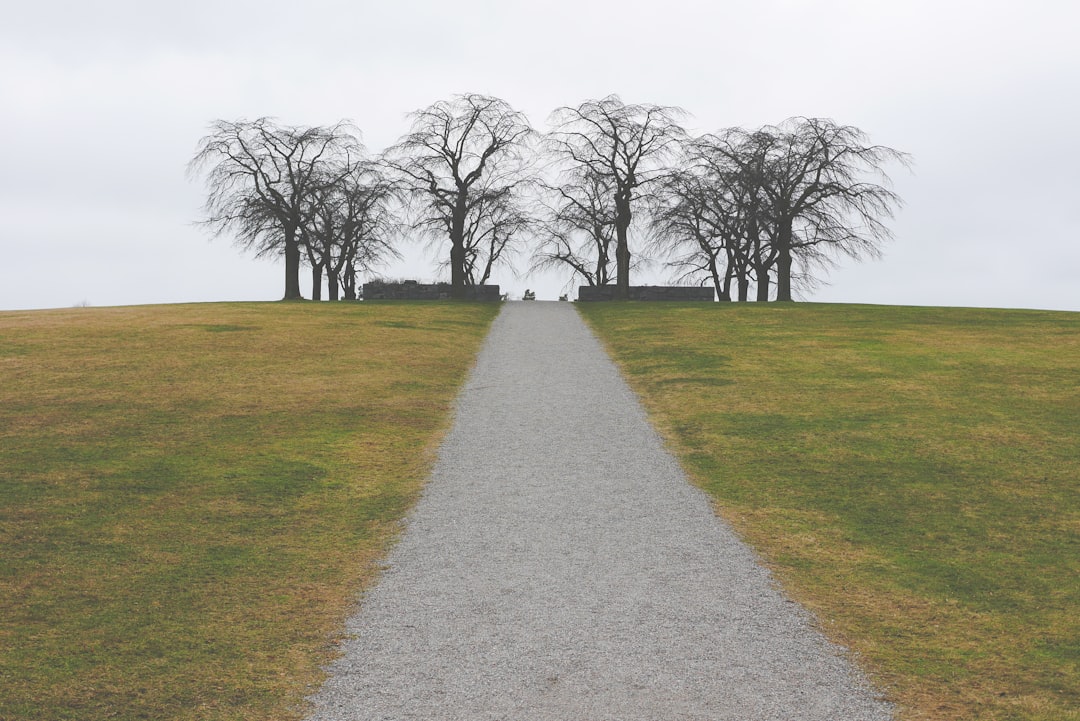 Sentiero di ghiaia verso alberi spogli su collina verde, metafora del percorso intenzionale nella realtà quotidiana.