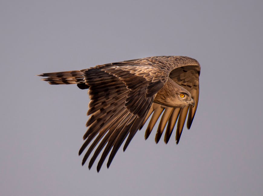 Aquila in volo: simbolo di forza e visione, metafora per riconoscere il potenziale altrui e valorizzare le capacità uniche di ognuno