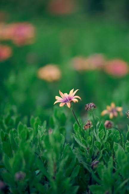 Rinnovo delle sezioni primavera: conferma dell’accordo per il 2025/26