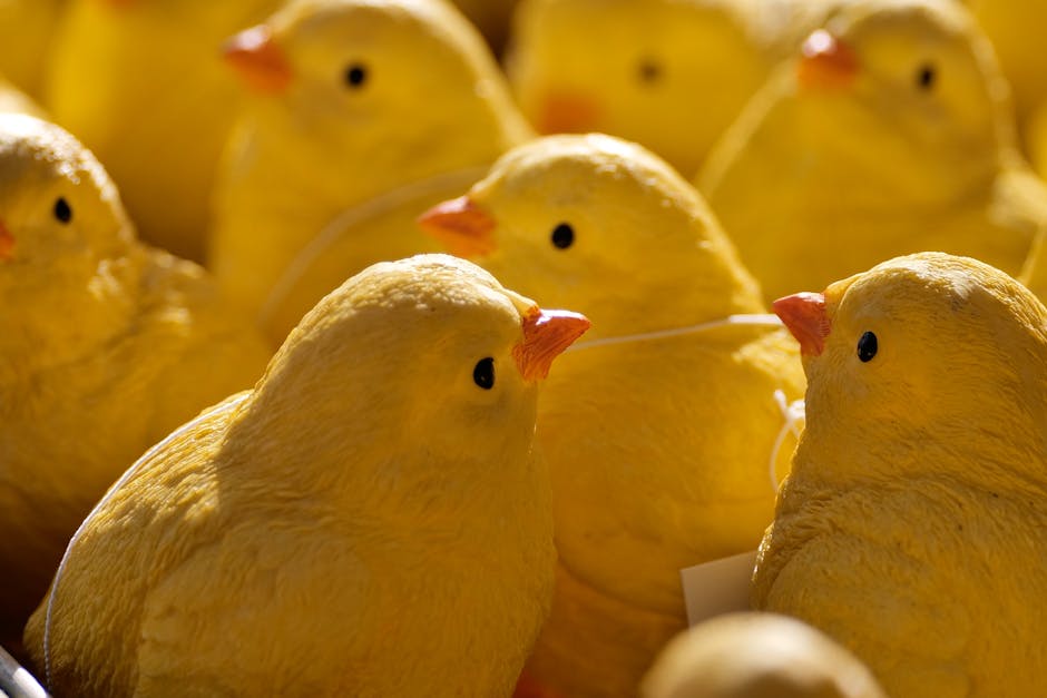 Pulcini vivi in una scuola dell'infanzia di Campania: etica, sicurezza e norme al centro del dibattito pasquale