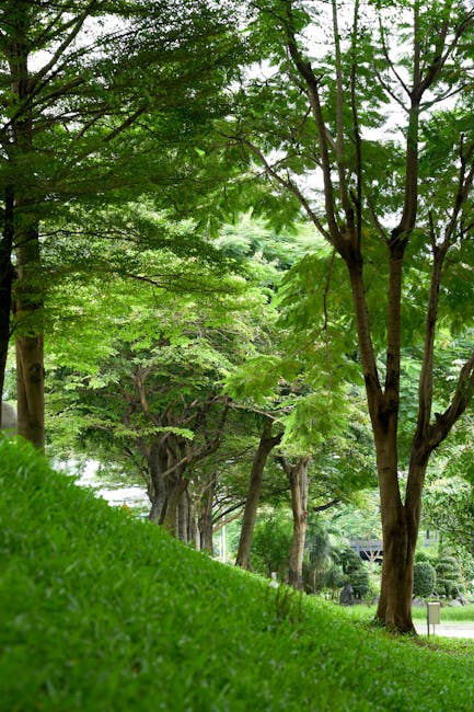 Parco alberato con prato verde, ombra naturale per combattere il caldo estivo e trovare refrigerio all'aperto.