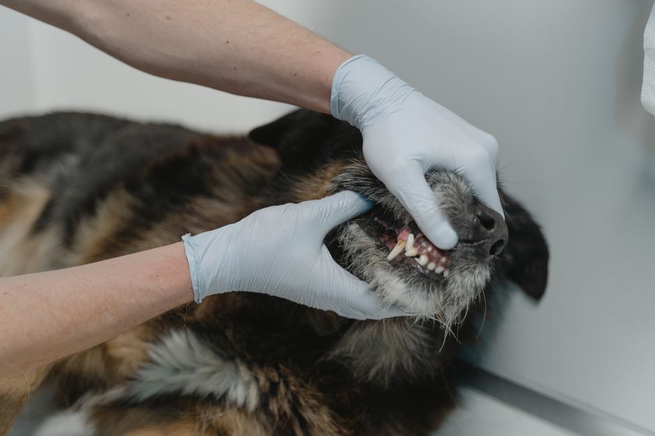 Medicina, Odontoiatria e Veterinaria 2026/2027: date e decreto semestre filtro