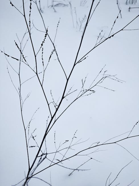 Rami secchi che si intersecano sulla neve: metafora visiva di rette incidenti e concetti geometrici spiegati nell'articolo.