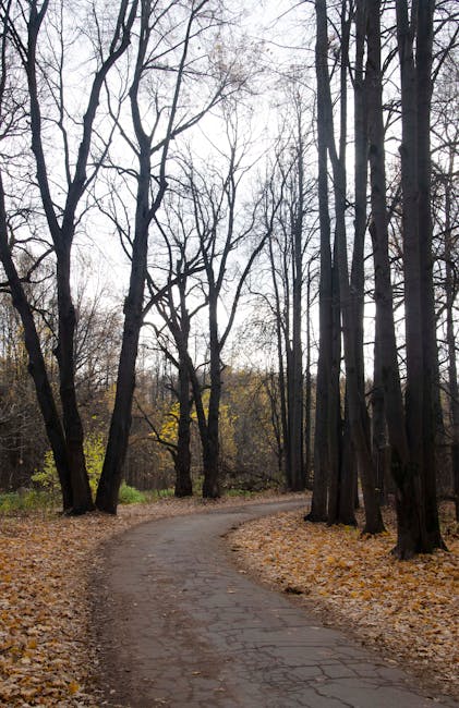 Sentiero autunnale tra alberi spogli, un dolce preludio al viaggio nella Fabbrica di Cioccolato e le sue delizie nascoste.