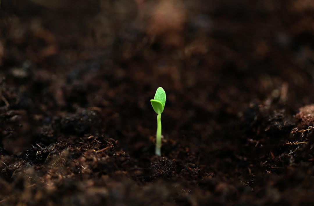 Seeds of Change: nuovi progetti pratici per educare all’ambiente in classe